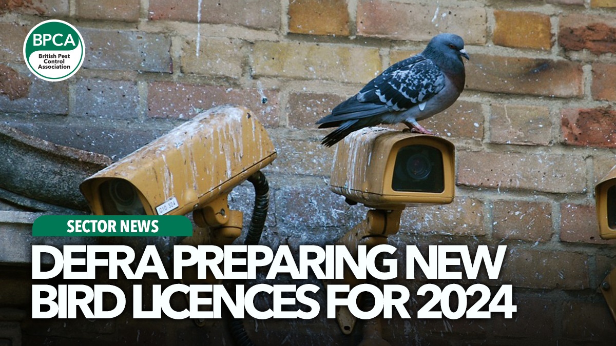 defra-preparing-new-bird-licences-for-2024-hero